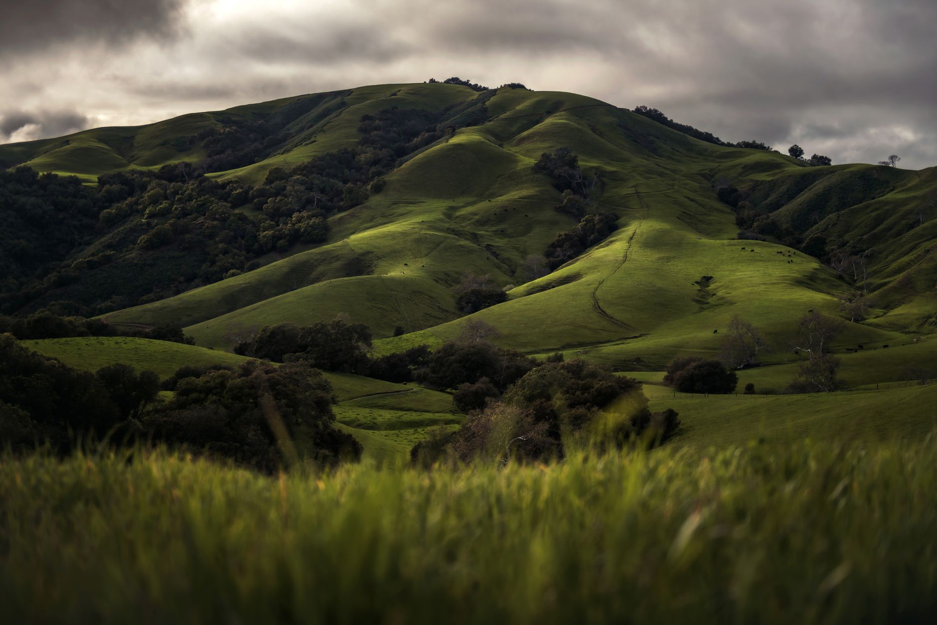 Rolling green hills in spring